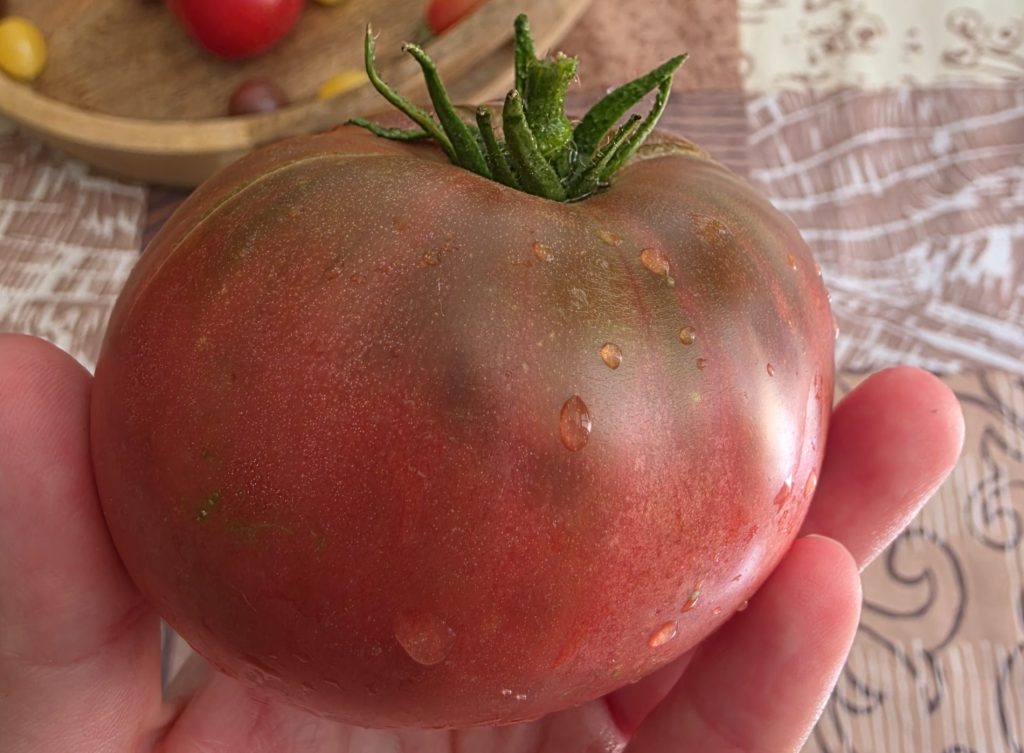 Tomates bio : que peut-on réellement vérifier grâce à l&rsquo;isotopie ? 