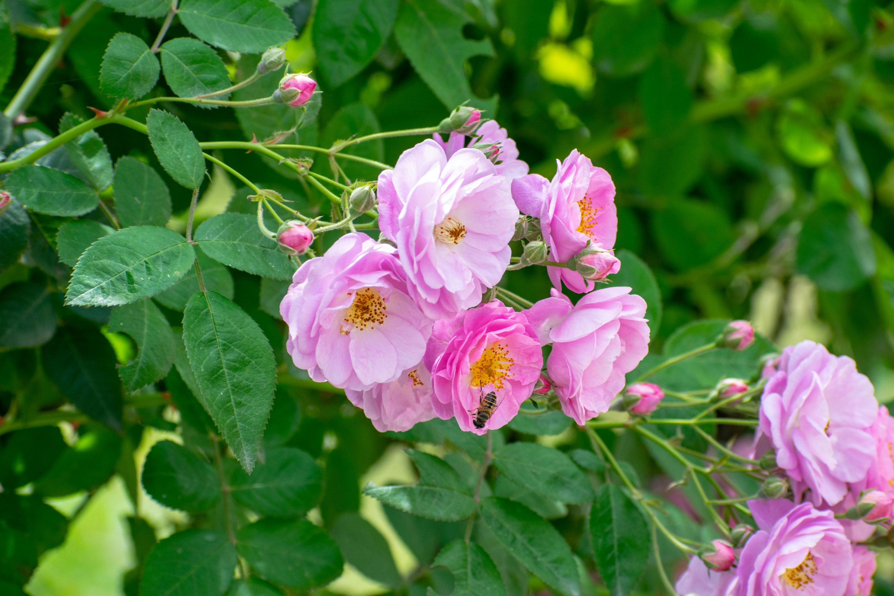 🌹La rose de Damas : l’alliée anti-âge iconique (et pourquoi l’origine compte)