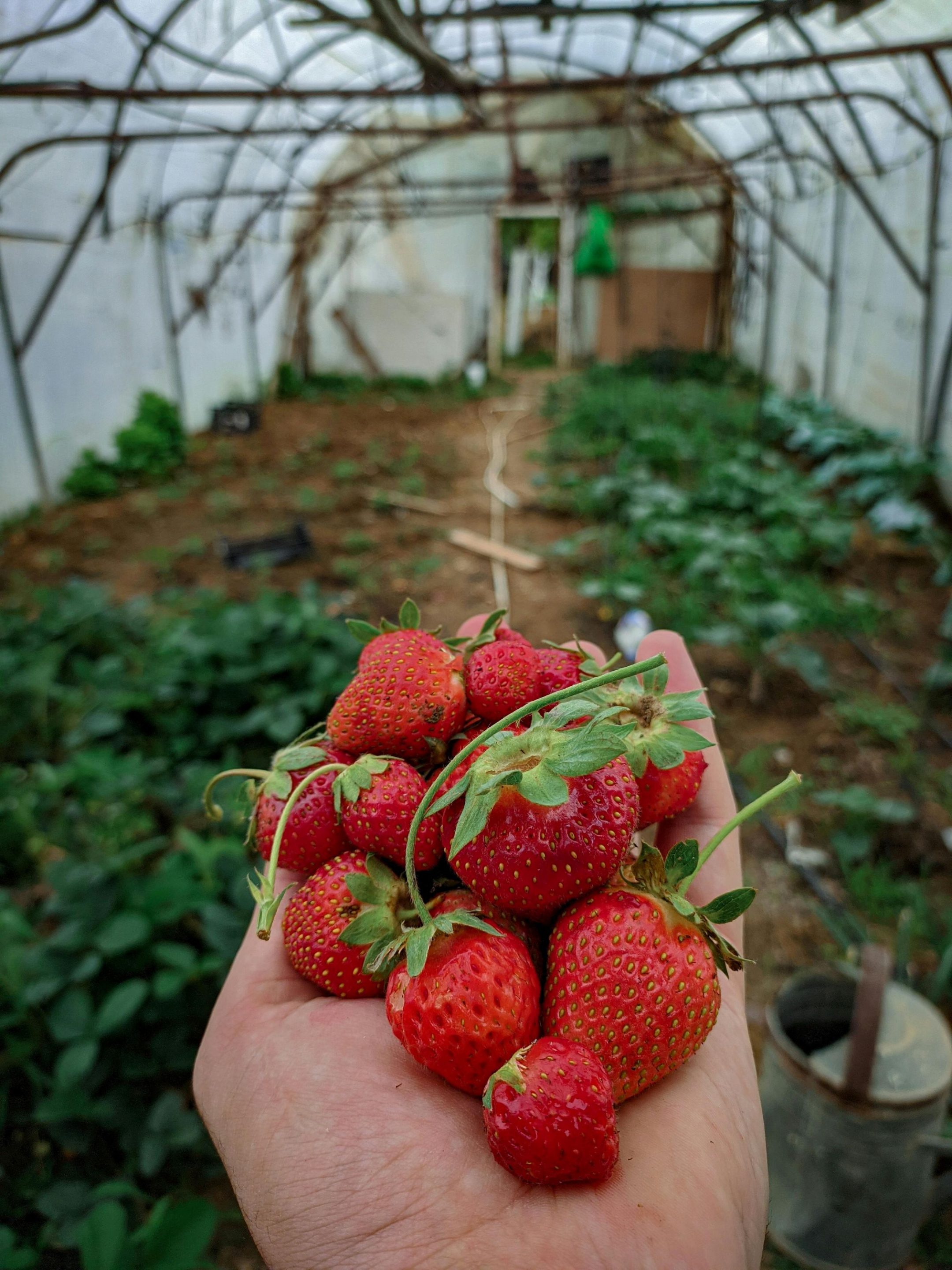 Fraises sous serre : piloter ses fournisseurs avec les isotopes