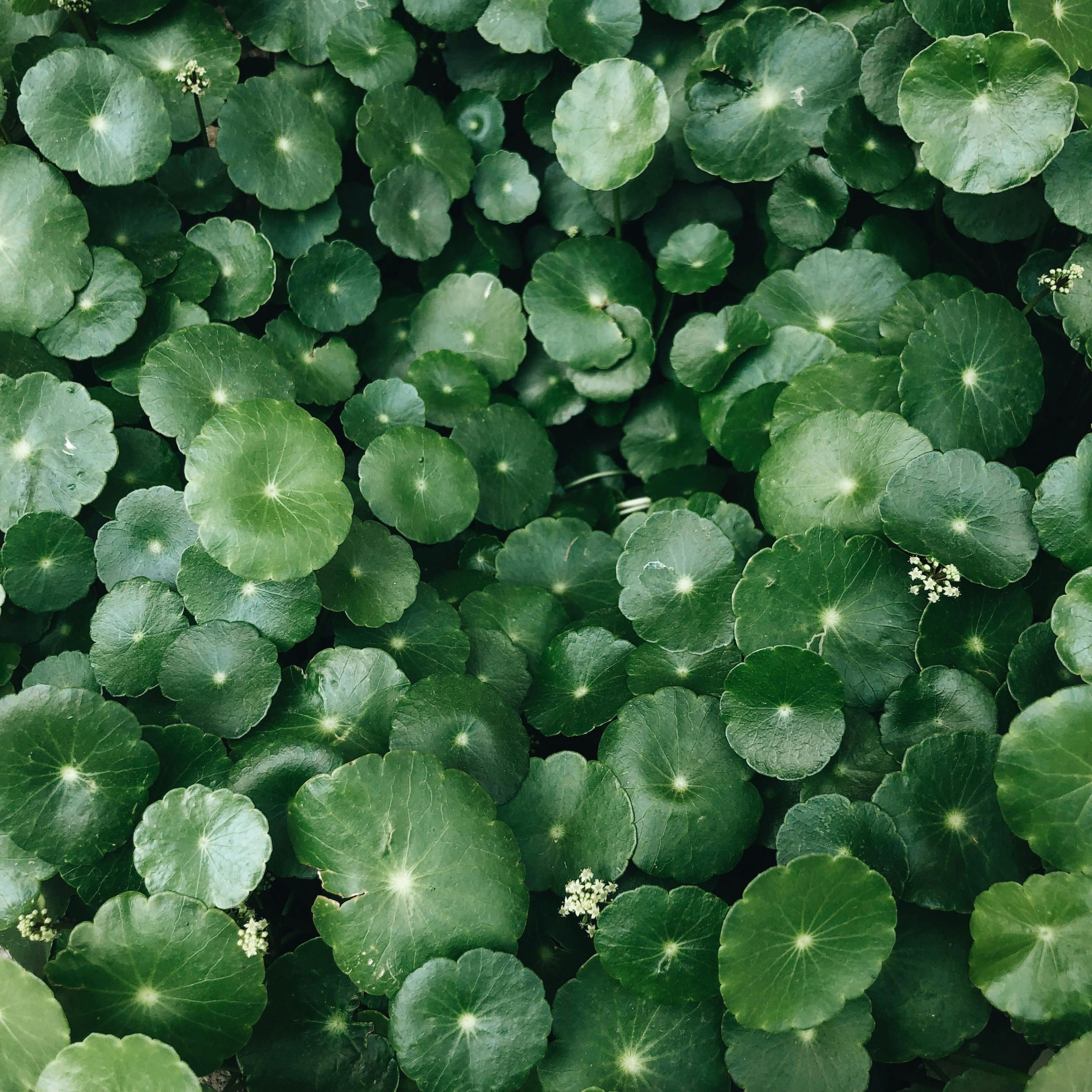 🌿 Centella asiatica : l&rsquo;herbe qui répare (et pourquoi son origine ne s&rsquo;improvise pas)
